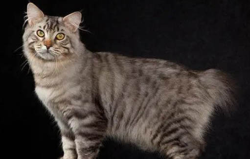 美国短尾猫为什么到处尿?如何处理以及注意事项?