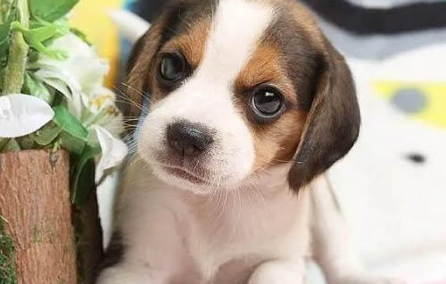 如何防止幼犬舔手？