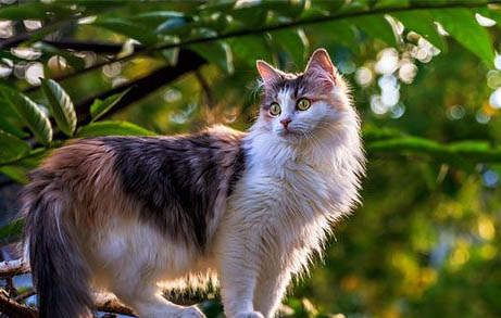 小猫老是流眼泪怎么回事?