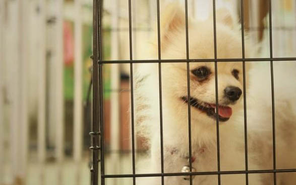 泰迪不听话打哪个部位