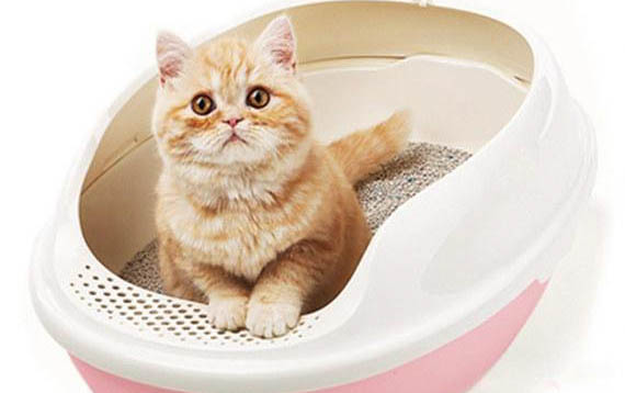 如何防止猫狗偷吃猫粮