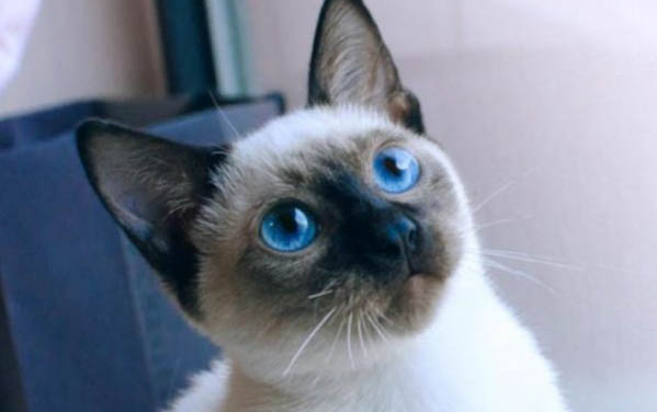 猫爸爸会照顾小猫吗?