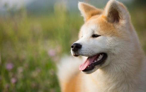 棉花面纱犬哪里有卖