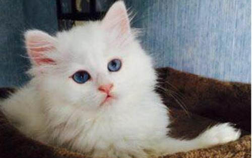 猫咪刚到家需要关笼子吗?
