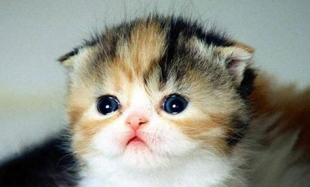 家养猫为什么有猫瘟