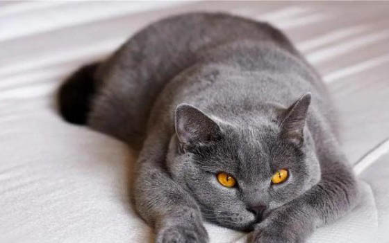 三个月大的小猫可以用磨牙棒吗