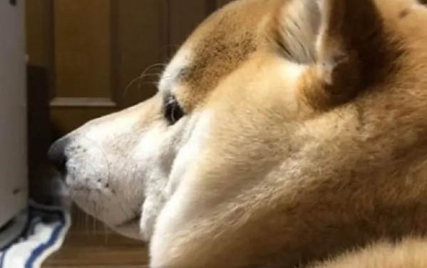 狗狗生产需要人帮助吗?