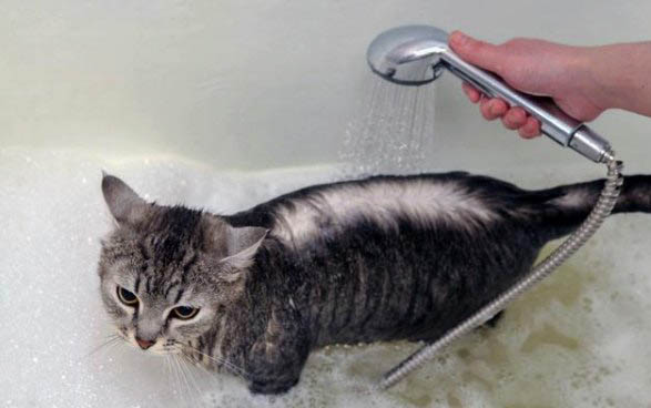 猫发出像喉咙有痰的声音是什么原因引起的