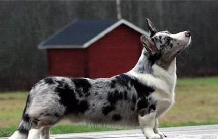 边牧犬会拆家吗?