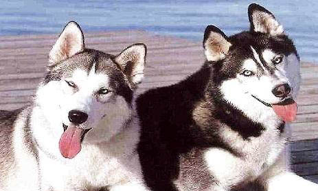 哈士奇犬毛发应该怎么护理?