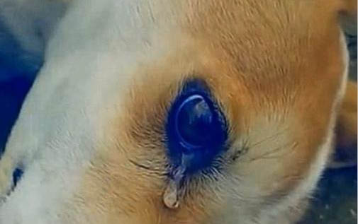 狗狗吃了葡萄观察多久