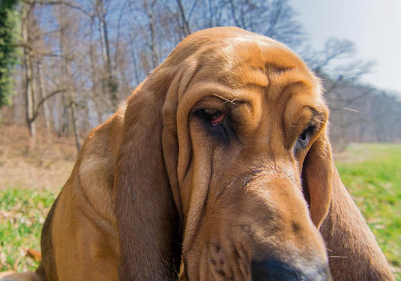 寻血猎犬眼睛红血丝的原因及处理方法