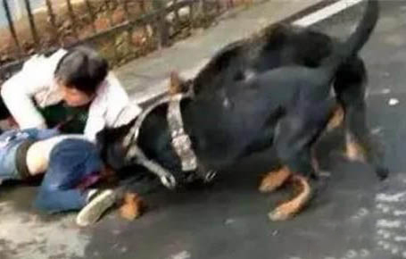 狗狗四脚朝天扭动的原因及处理方法