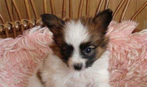 蝴蝶犬喜欢咬人的三种原因及处理方法