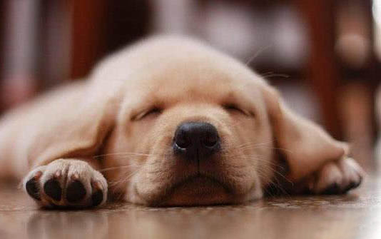 狗狗犬瘟热的症状有哪些