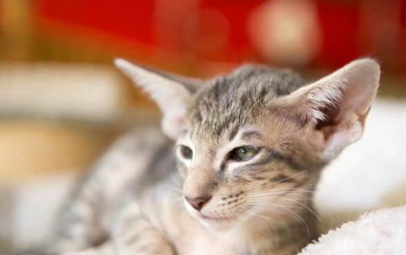猫咪吃完驱虫药多久可以吃饭