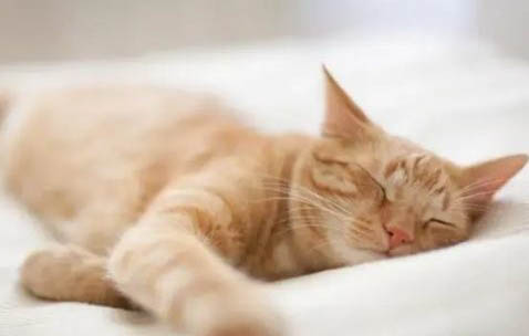 猫咪不爱抱但是又跟着人是怎么回事