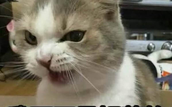 小猫打嗝一抽抽的原因及处理方法