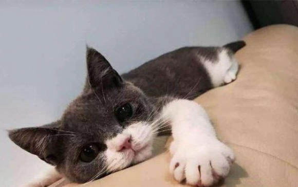 小猫打几次疫苗