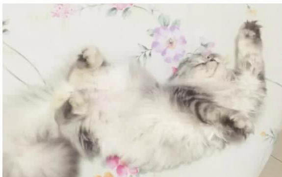 小猫咪有眼屎是什么原因