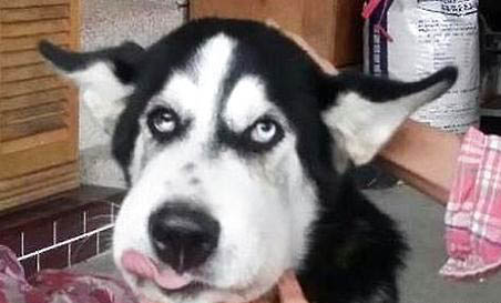 狗狗拉稀是什么原因及处理方法