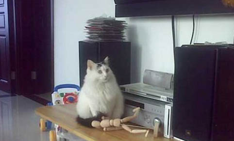 猫咪假孕多久能看出来