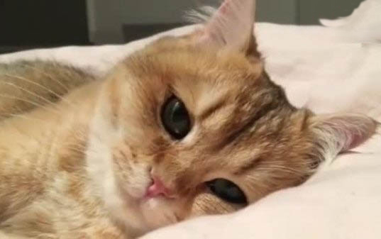 小猫出生多久需要吃奶