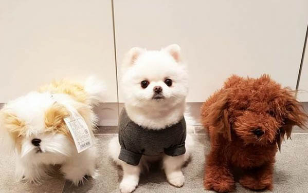 在哪领养狗狗