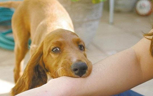 高加索犬和圣伯纳犬哪个大