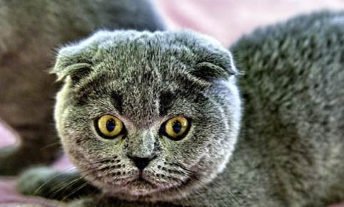 猫鼻支怎么治疗呢