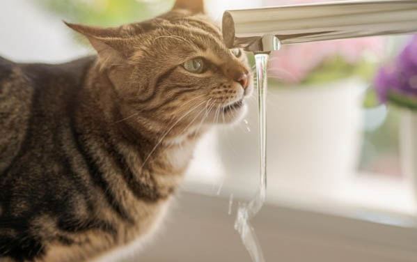 猫不吃东西是什么原因