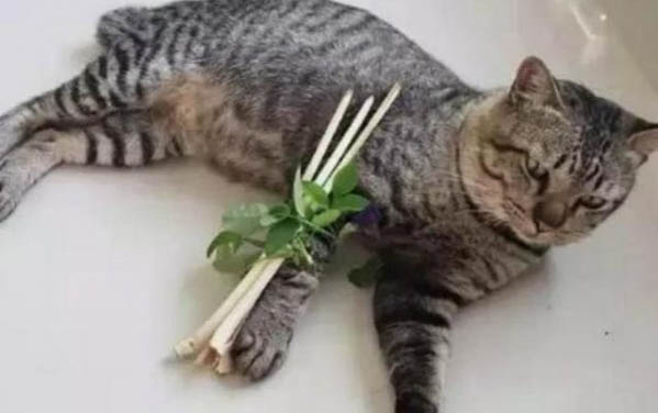 猫咪哈气是凶还是害怕
