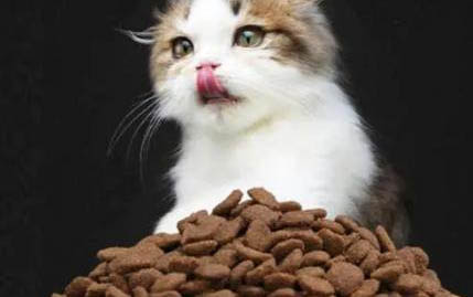 小猫舔毛毯应该制止吗