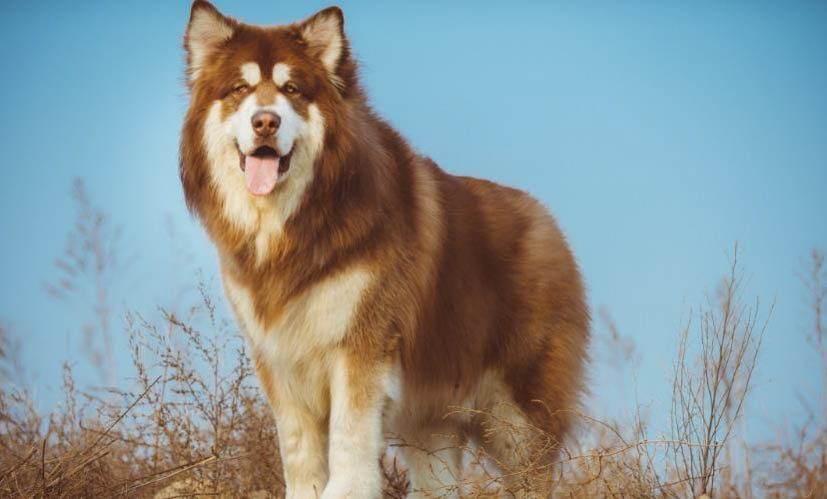 阿拉斯加犬和边牧串串