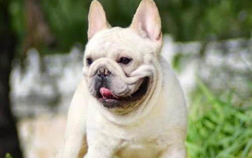 狗狗得了细小病毒还能治好吗?