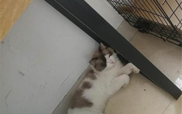 刚出生的小猫身上有跳蚤怎么办