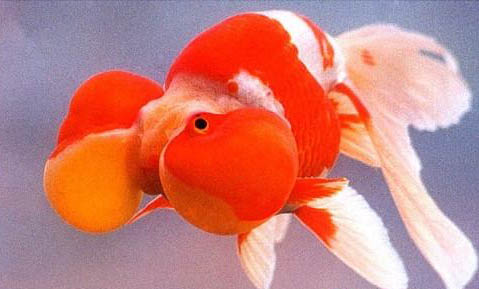 小丑鱼为什么不怕海葵