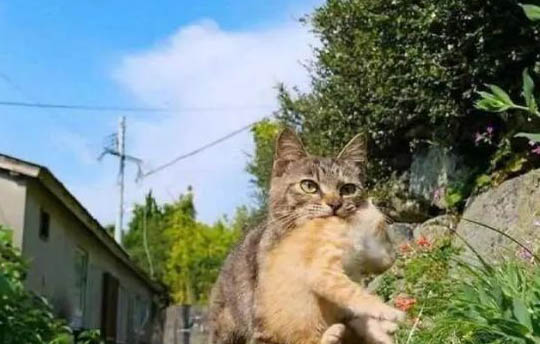 大猫跟2个月小猫会配上吗