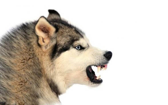 笼养幼犬多久回来