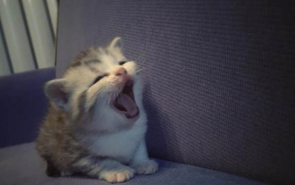 小猫攻击主人什么原因