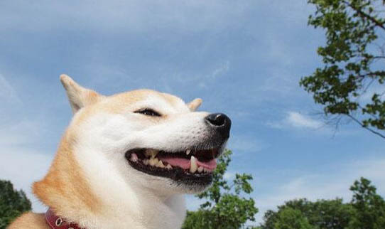 秋田犬为什么要被禁养