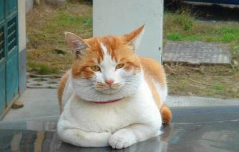 斯可可猫掉毛吗
