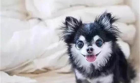 摸了狗为什么猫咪生气