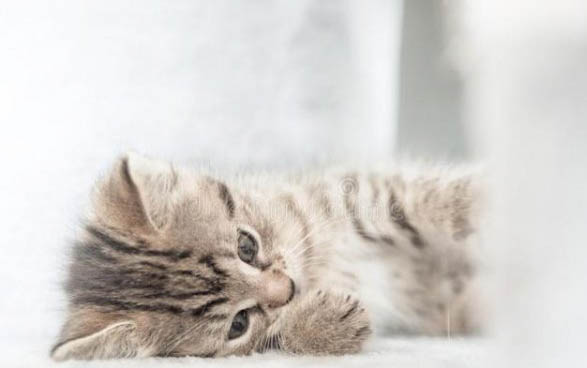 猫可以吃饼干吗为什么不能吃