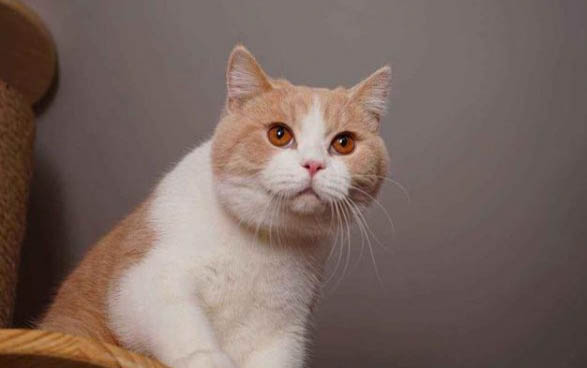猫咪感冒了会出现什么症状表现