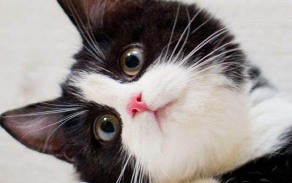 新生小猫多久喂一次合适呢