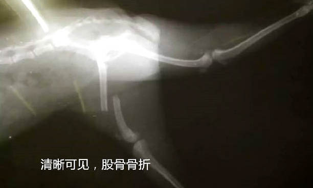 狗狗生产完多久可以洗澡