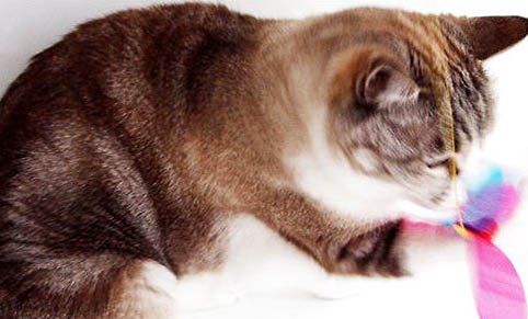 猫咪益生菌哪个牌子好些