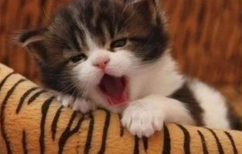 猫咪身上有跳蚤怎么去除?
