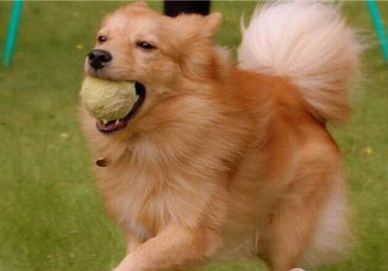 伊比赞猎犬攻击性很强吗